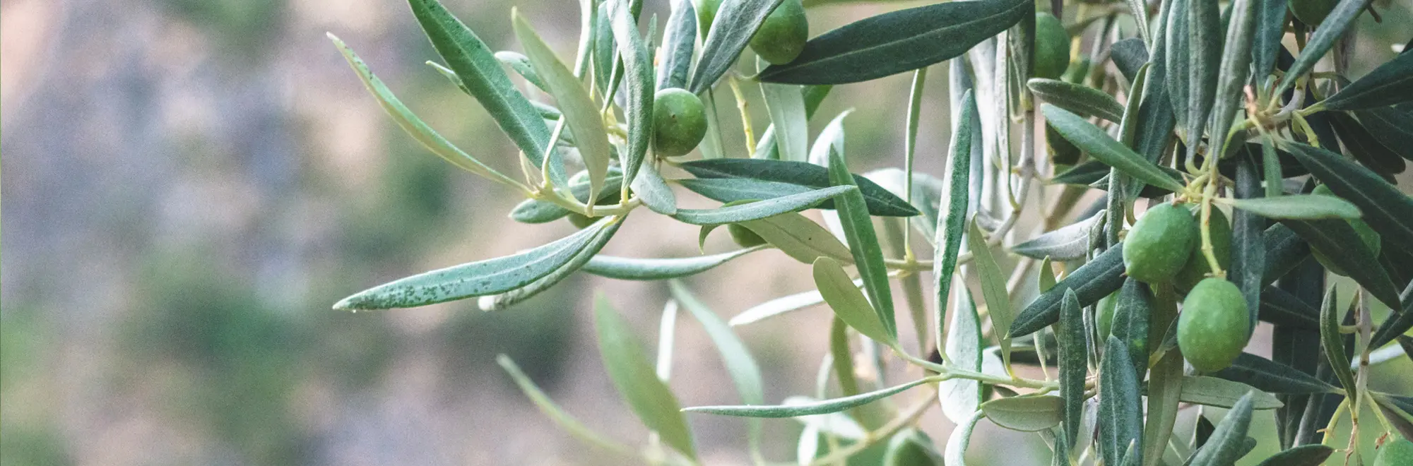 Where is Spanish extra virgin olive oil produced?