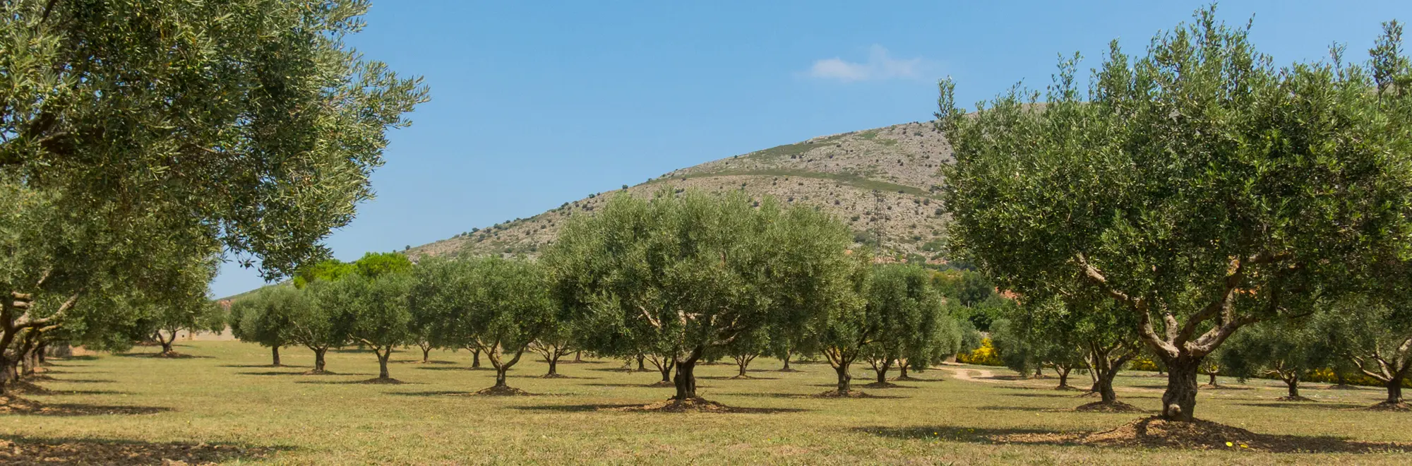How big can olive trees grow?